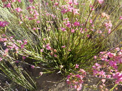 Erica daphniflora