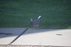 Columba livia domestica