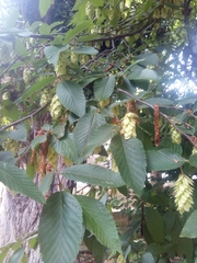 Ostrya carpinifolia