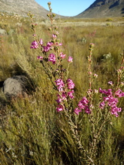Erica daphniflora