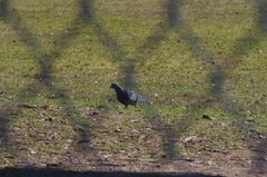 Columba livia domestica