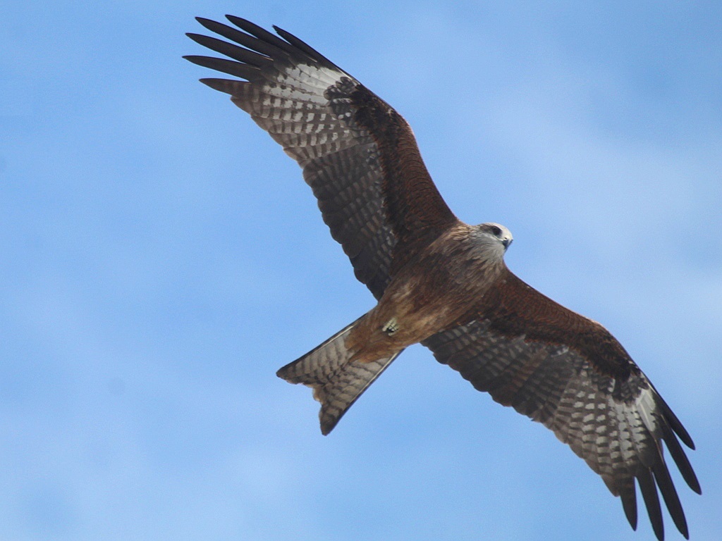 Black Kite (Milvus migrans)