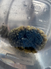 Hymeniacidon caerulea