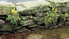 Corydalis cheilanthifolia