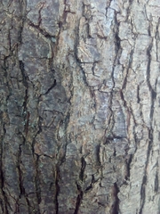 Ostrya carpinifolia