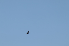 Buteo brachyurus
