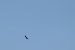 Buteo brachyurus