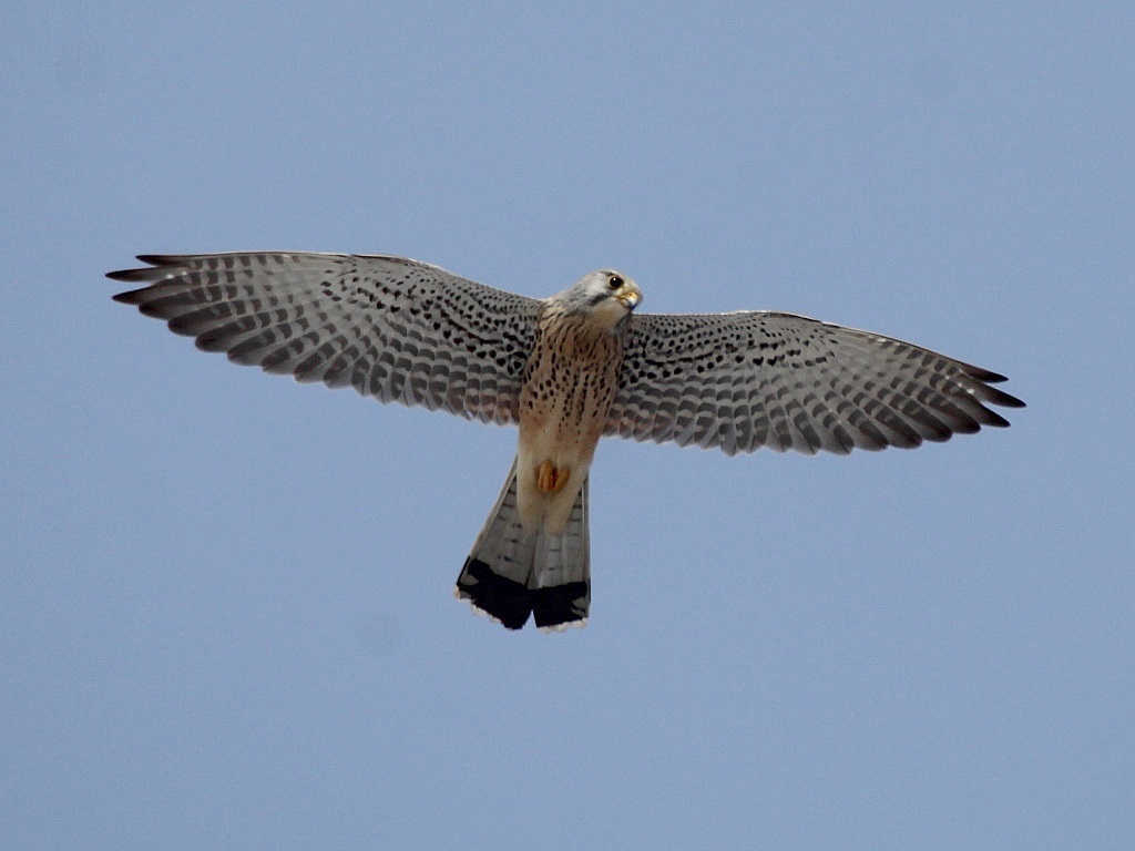 Faucon crécerelle