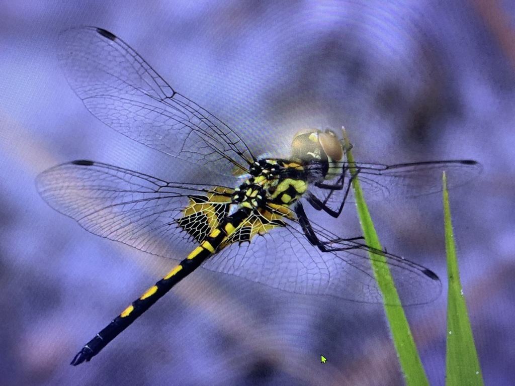 Ornate Pennant
