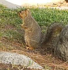 Sciurus niger