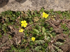 Potentilla collina