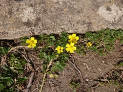 Potentilla collina