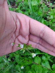 Stellaria neglecta