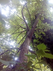Ostrya carpinifolia