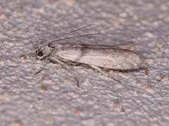 Myelopsis alatella
