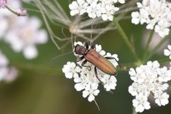 Chrysanthia viridissima