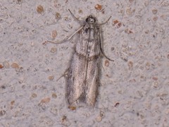 Myelopsis alatella