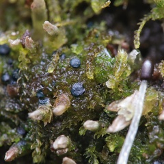 Mniaecia jungermanniae