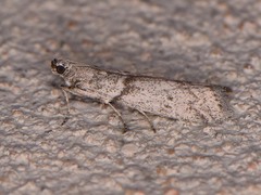 Myelopsis alatella