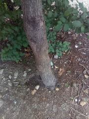 Ostrya carpinifolia