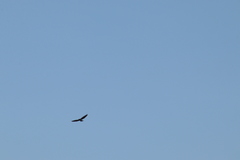Buteo brachyurus