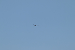 Buteo brachyurus