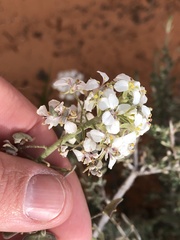 Dimorphocarpa wislizeni