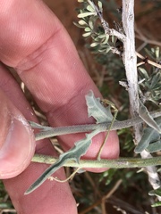 Dimorphocarpa wislizeni