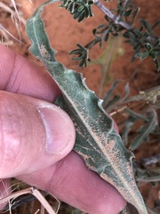 Dimorphocarpa wislizeni