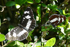 Neptis rivularis