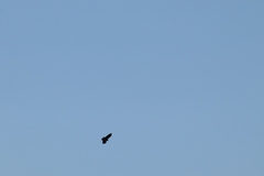 Buteo brachyurus