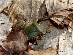 Palomena viridissima