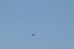 Buteo brachyurus