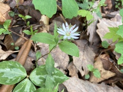 Stellaria pubera