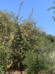 Fremontodendron