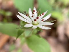 Stellaria pubera