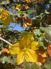 Fremontodendron