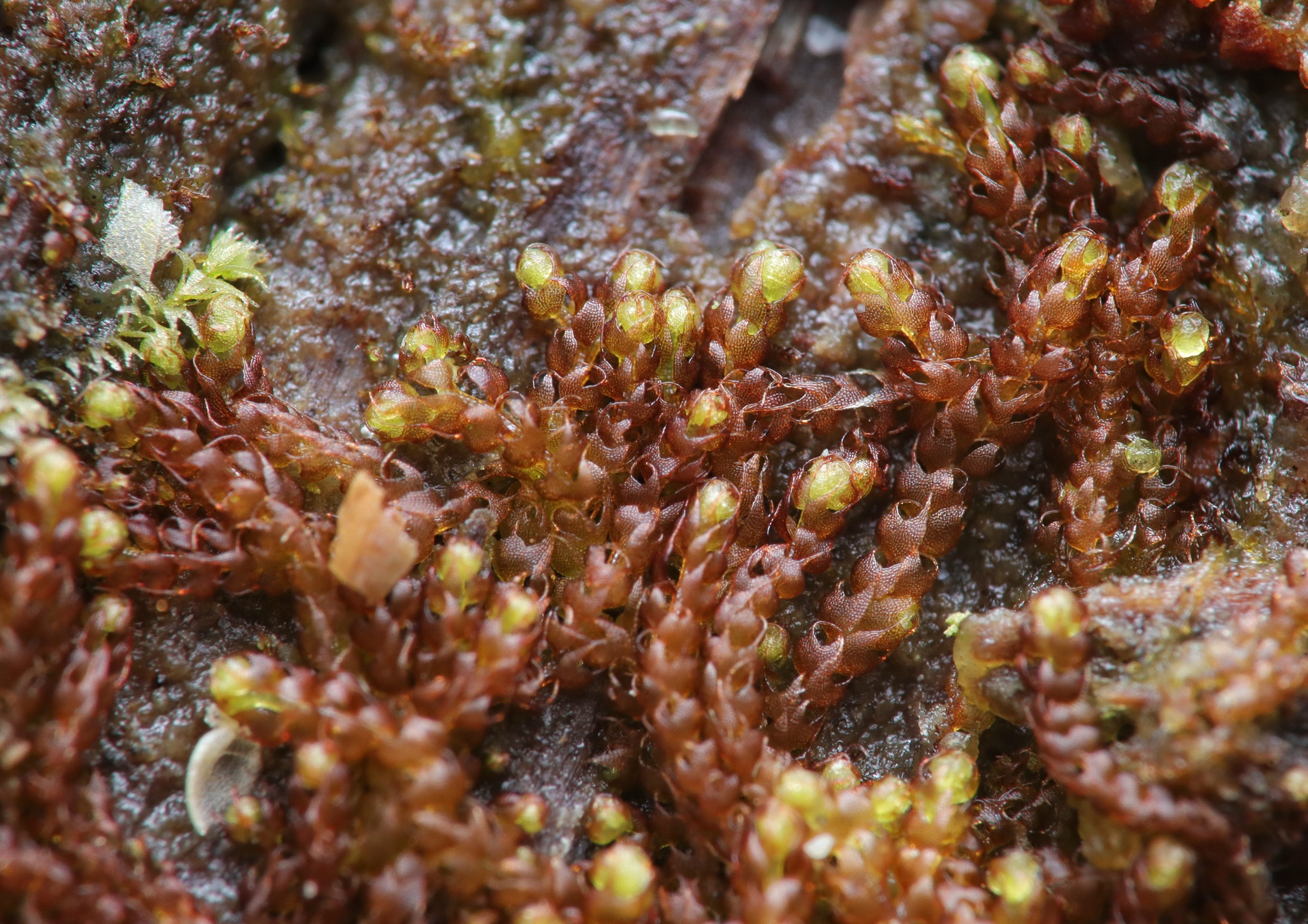 Nowellia curvifolia