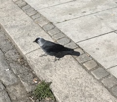 Corvus monedula monedula