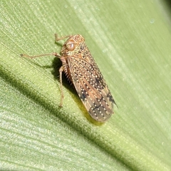 Cicadellidae