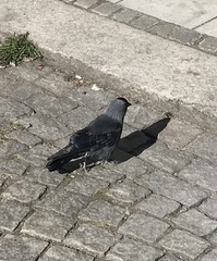 Corvus monedula monedula