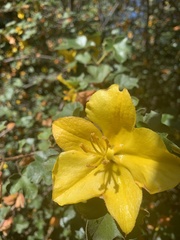 Fremontodendron