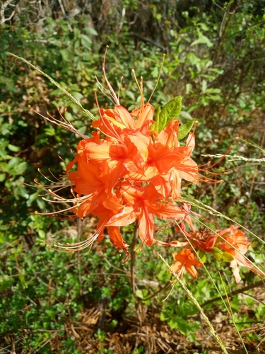 Rhododendron calendulaceum
