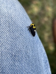 Membracis mexicana