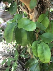 Myrcianthes fragrans