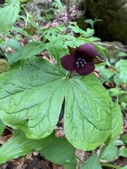 Trillium sulcatum