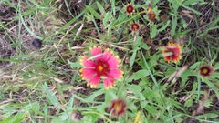 Gaillardia pulchella