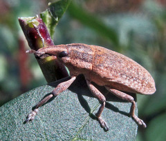 Lixus myagri