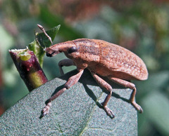 Lixus myagri