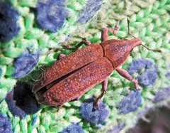 Lixus myagri
